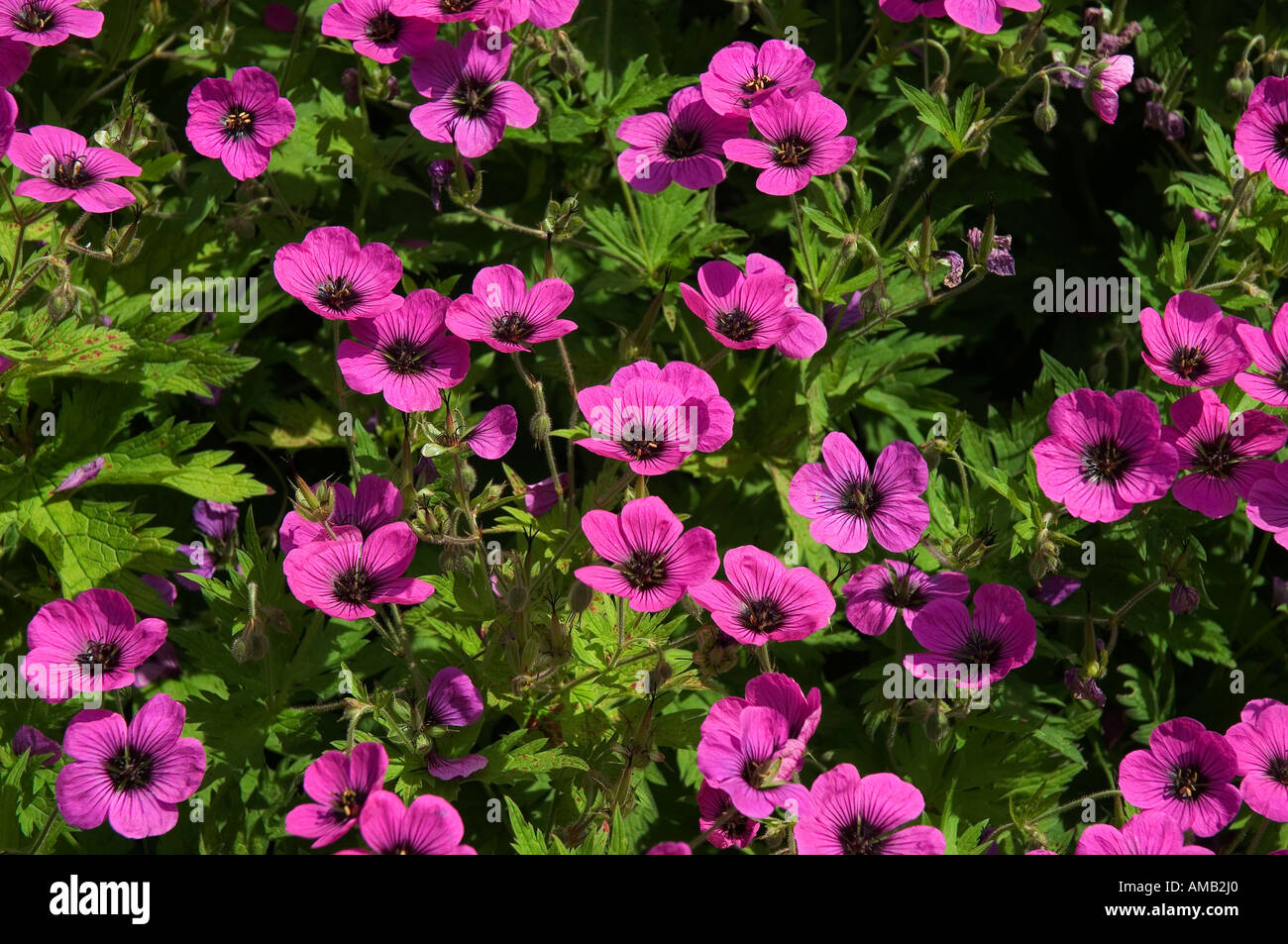 Gros plan de géraniums roses fleurs fleurs fleurir en bordure herbacée en jardin d'été Angleterre Royaume-Uni Grande-Bretagne Grande-Bretagne Banque D'Images