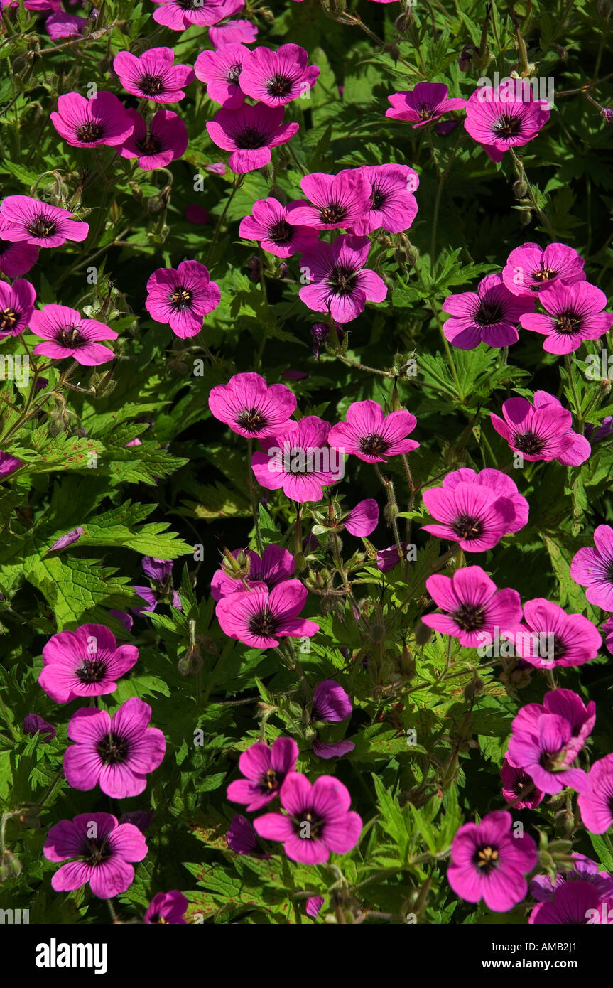 Gros plan de géraniums roses fleurs fleurs fleurir en bordure herbacée en jardin d'été Angleterre Royaume-Uni Grande-Bretagne Grande-Bretagne Banque D'Images