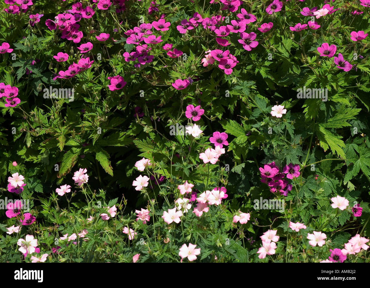 Gros plan de géraniums roses fleurs fleurs fleurir en bordure herbacée en jardin d'été Angleterre Royaume-Uni Grande-Bretagne Grande-Bretagne Banque D'Images