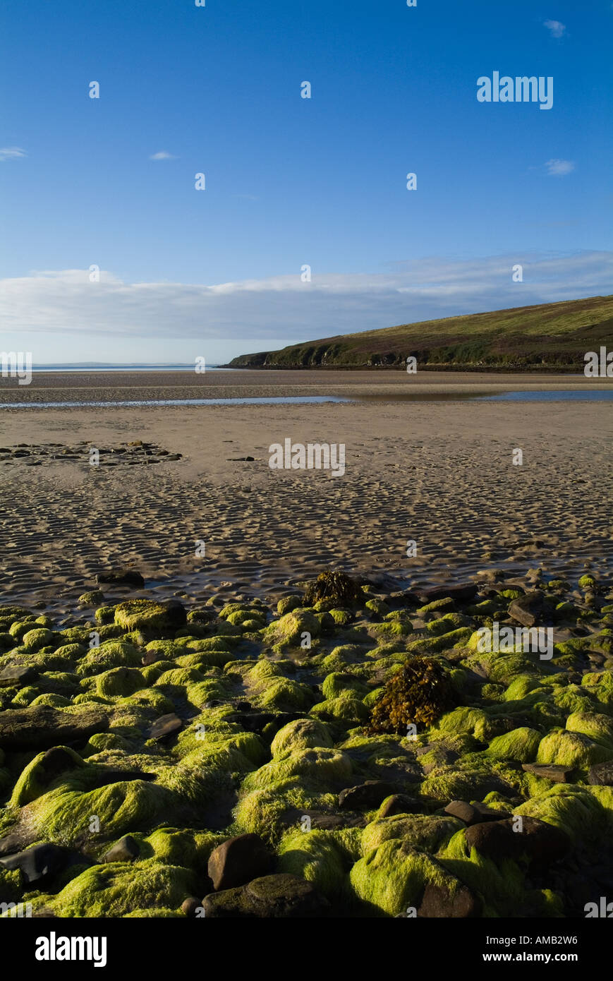 dh Wailkmill Bay ORPHIR ORKNEY algue verte jaune rivage rocheux baie de sable algal thallus algues plage de rivage personne marée basse pierre Banque D'Images