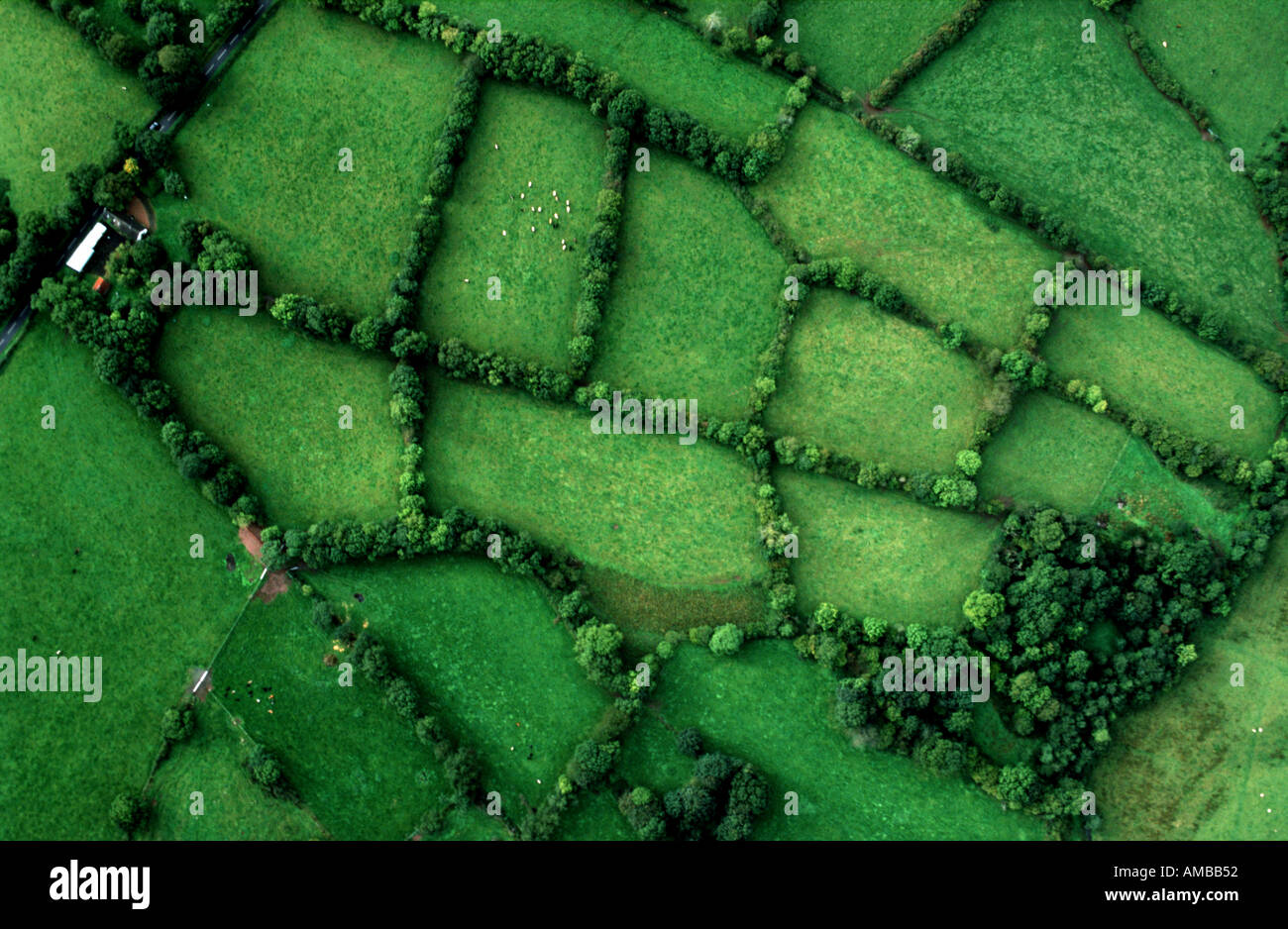 Des champs verts de l'Irlande Banque D'Images