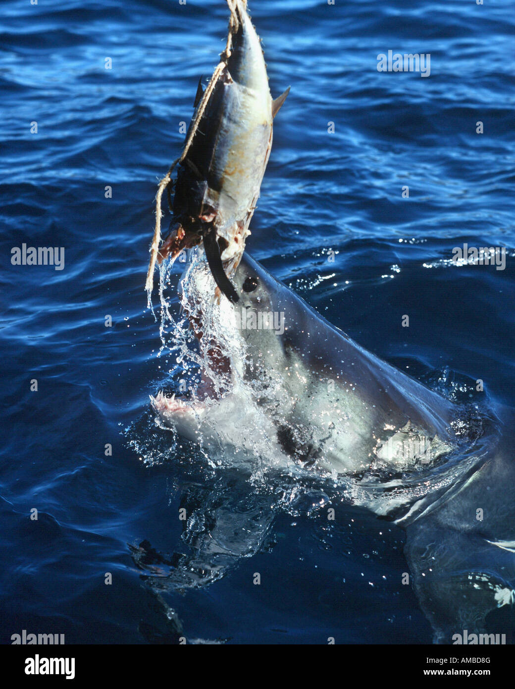 Grand requin blanc (Carcharodon carcharias, Carcharodon rondeletii), l'alimentation à partir d'un bateau, l'Australie, Adélaïde, Neptun Island Banque D'Images