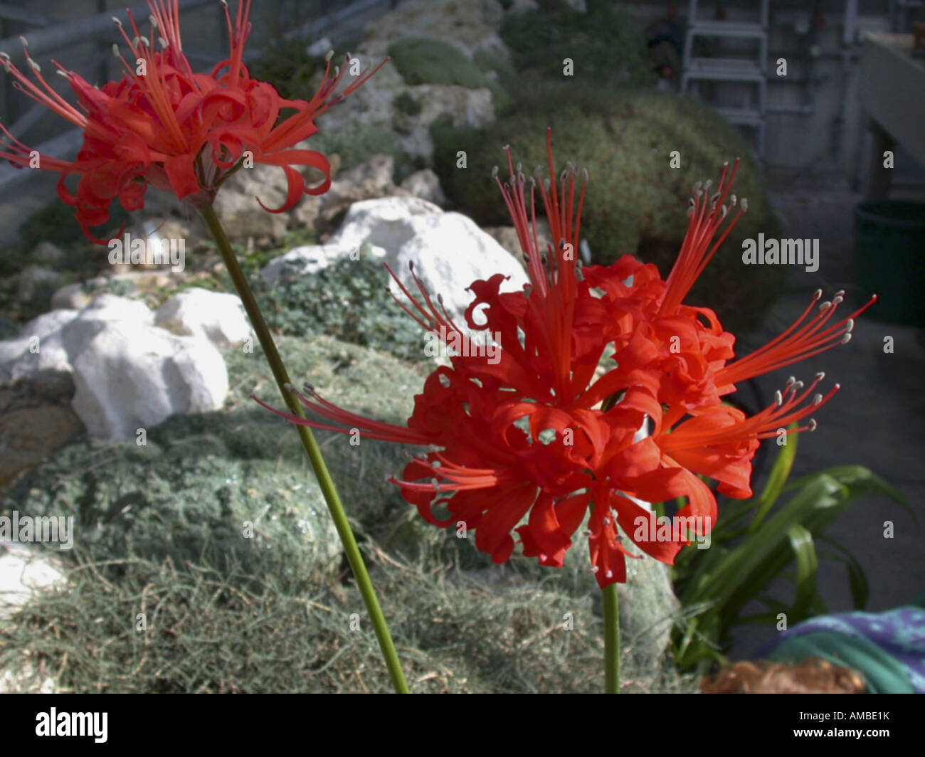 Guernsey lily (Jonathan Cerrada-mon Paradis sarniensis), blooming Banque D'Images