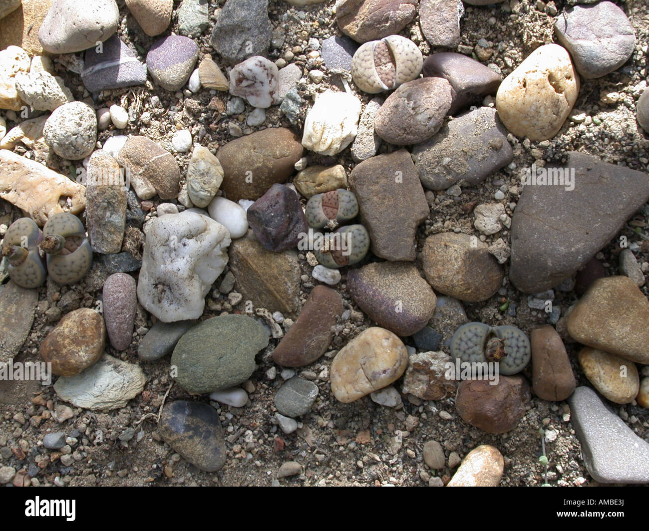 Usine de pierres (Lithops spec.), entre pierres hideen Banque D'Images