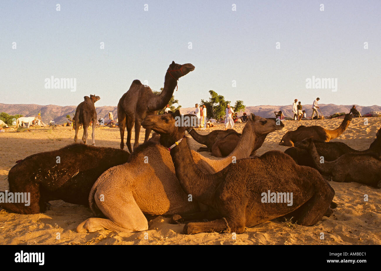 Inde Rajasthan Pushkar Foire chameaux Banque D'Images