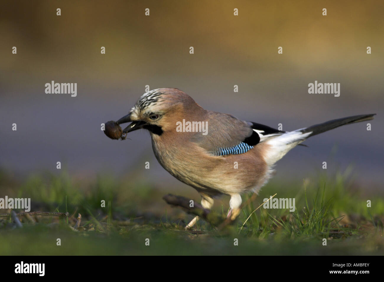 Jay (Garrulus glandarius), acorn dans le projet de loi, l'Allemagne, Rhénanie du Nord-Westphalie Banque D'Images