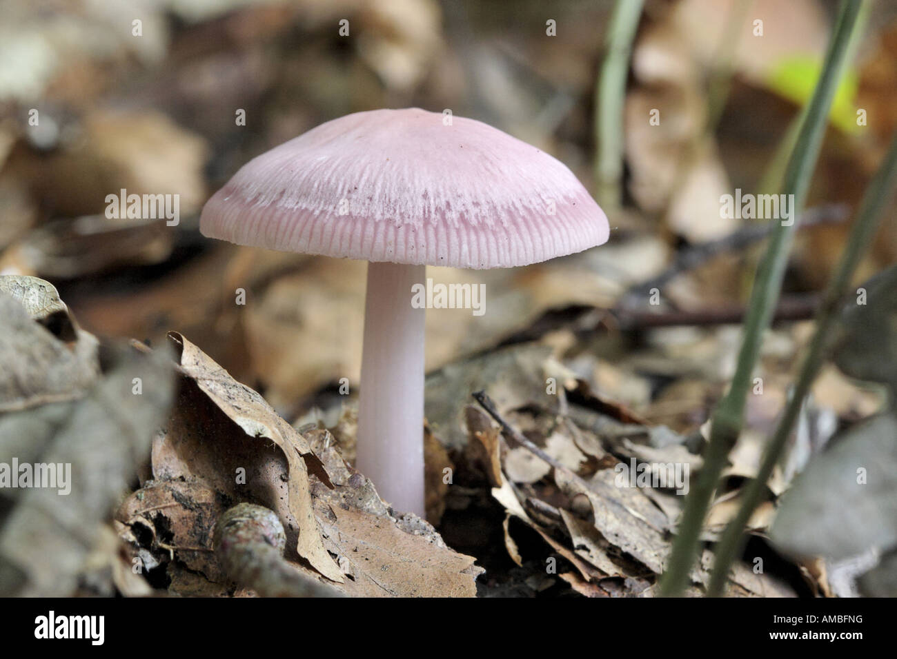 Le lilas bonnet (Mycena pura), fruits corps sur le sol forestier, Allemagne, Rhénanie du Nord-Westphalie Banque D'Images