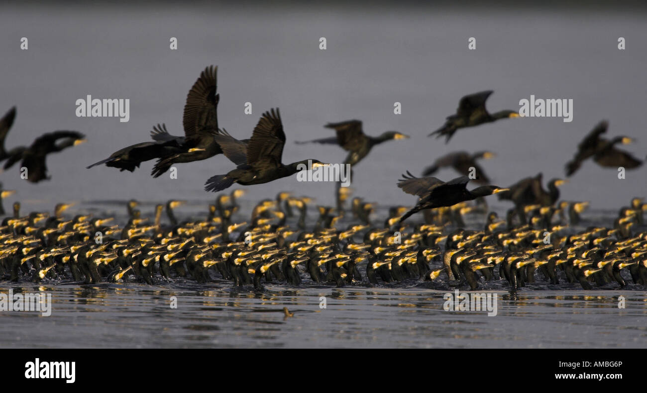 Grand Cormoran (Phalacrocorax carbo), troupeau, la natation et le battant, Grèce, Macédoine Banque D'Images