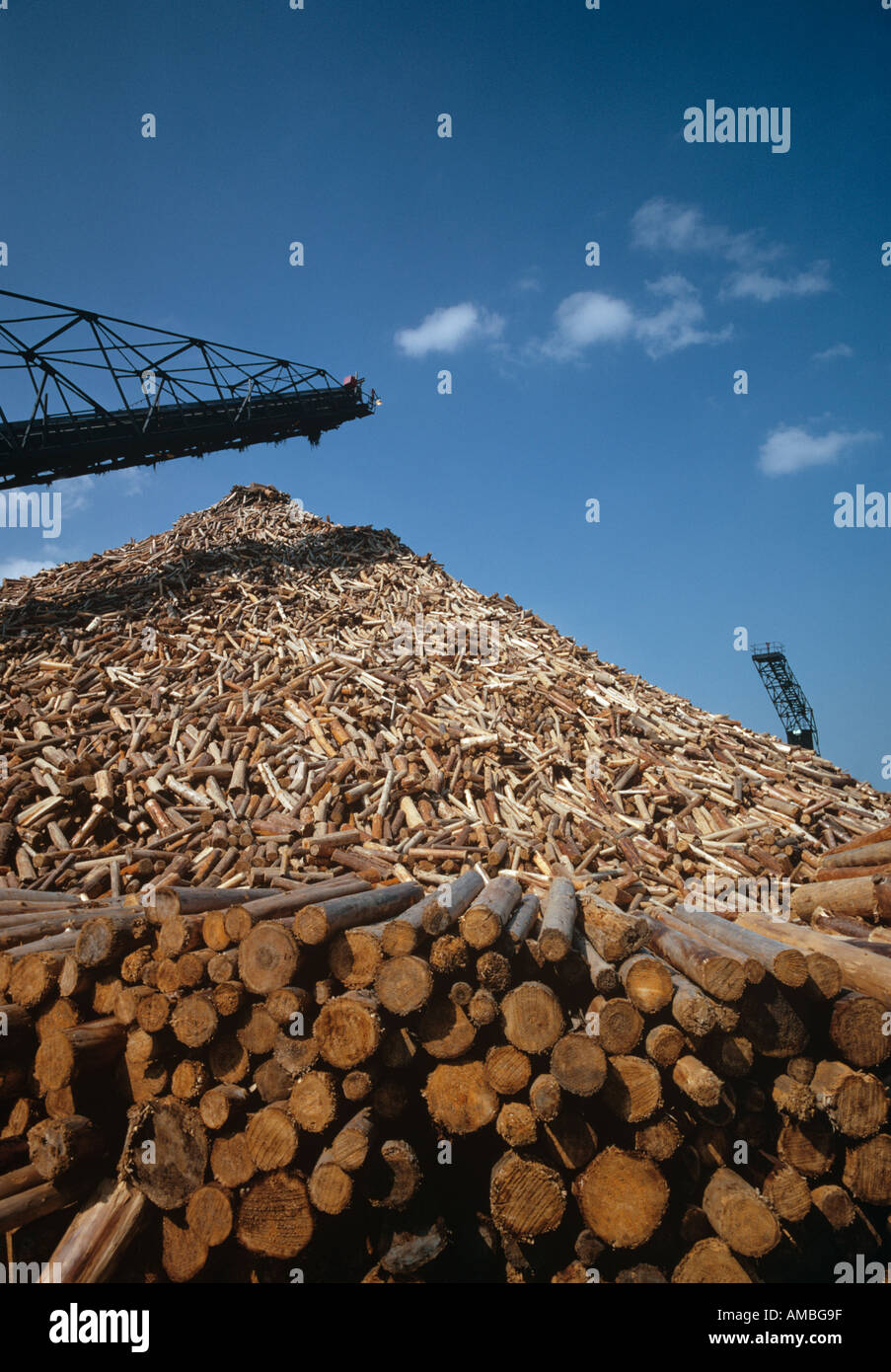 Gros tas de bois à pâte en attente de traitement à l'usine de papier P C I Gatineau (Québec) Canada Banque D'Images