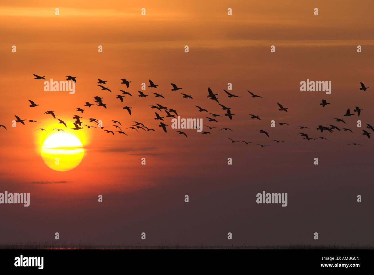 Bernache nonnette (Branta leucopsis), vol à la pluie et au coucher du soleil, aux Pays-Bas, en Frise orientale Banque D'Images