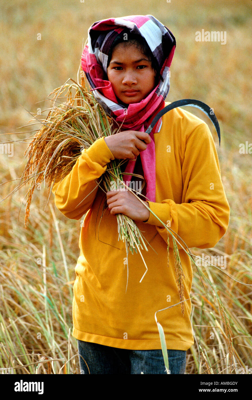 Recolte Riz Rice harvest Banque de photographies et d’images à haute résolution - Alamy