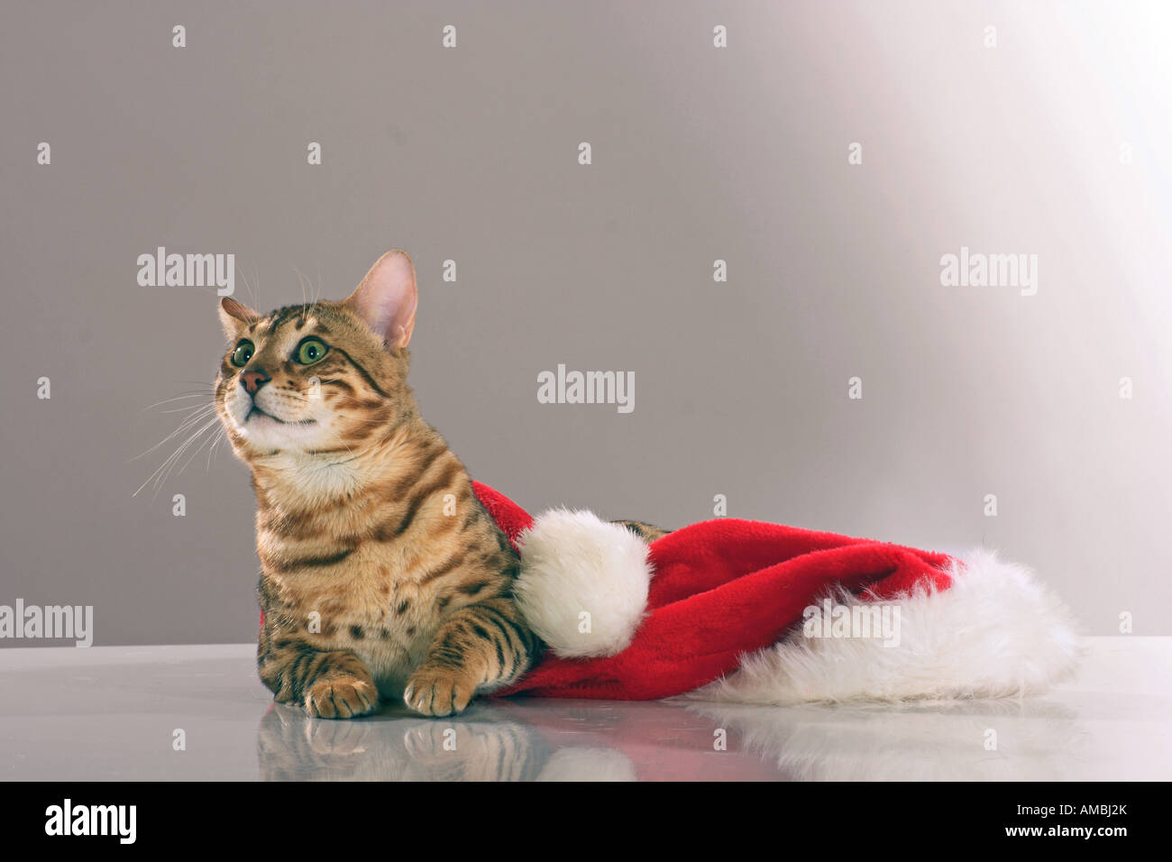 Chat Bengal au Père Noël cap Banque D'Images