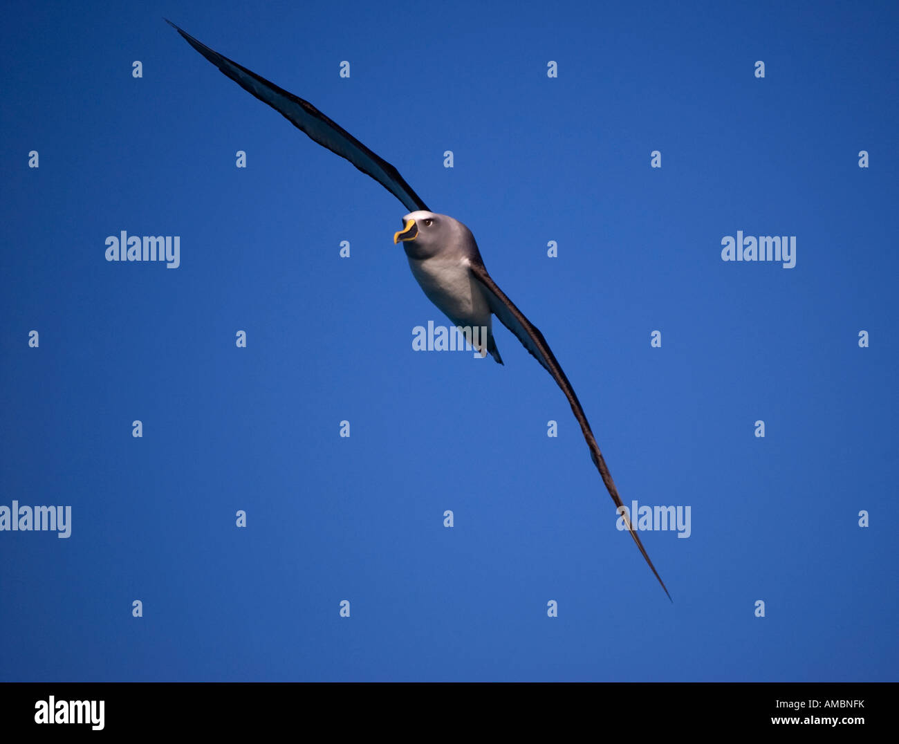 Albatros de Buller Mollymawk (Diomedea bulleri) Nouvelle-Zélande Kaikoura Banque D'Images