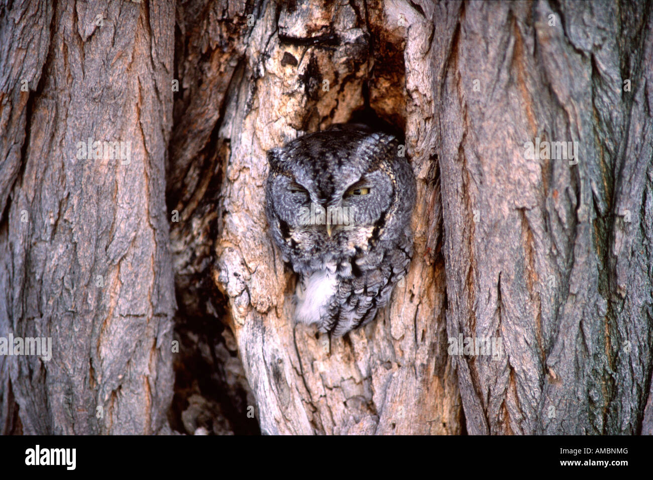 Petit-duc maculé Banque D'Images