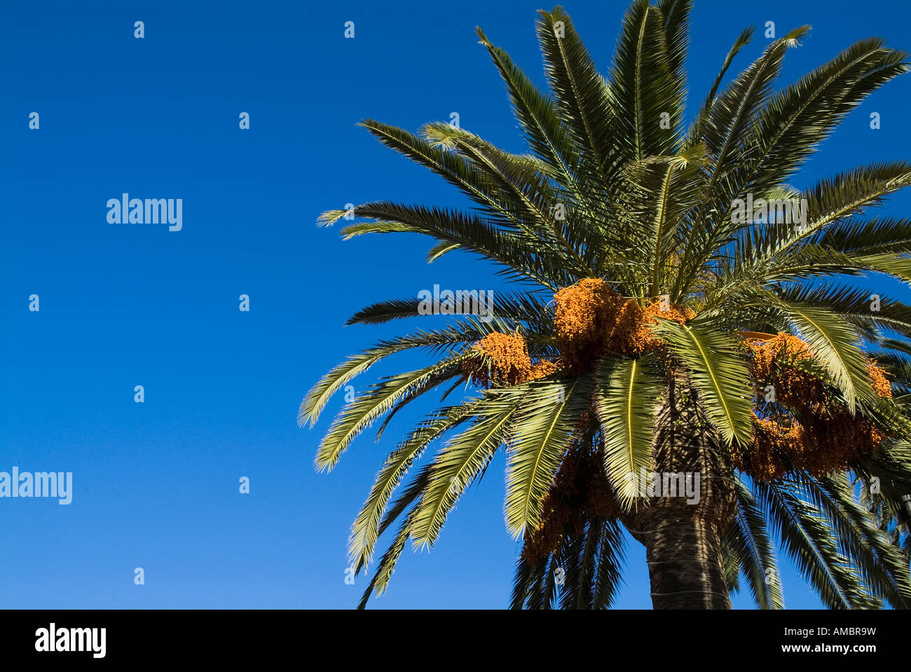 dh arbre de paume phoenix dactylifera ARBRE EUROPE feuilles de palmier sur l'arbre dates fruit tropical frais date Banque D'Images