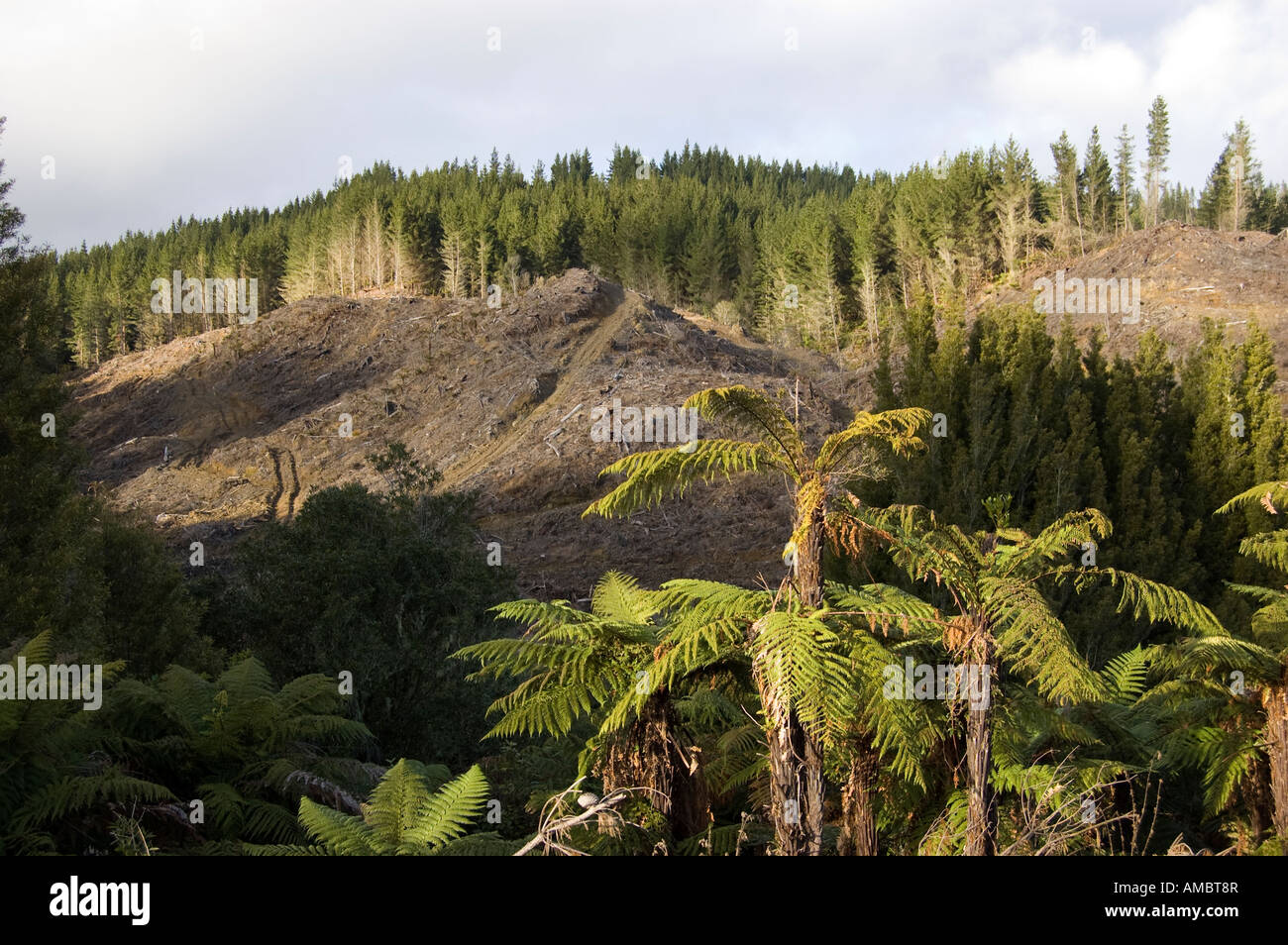 La déforestation Ohakune Nouvelle Zélande Banque D'Images