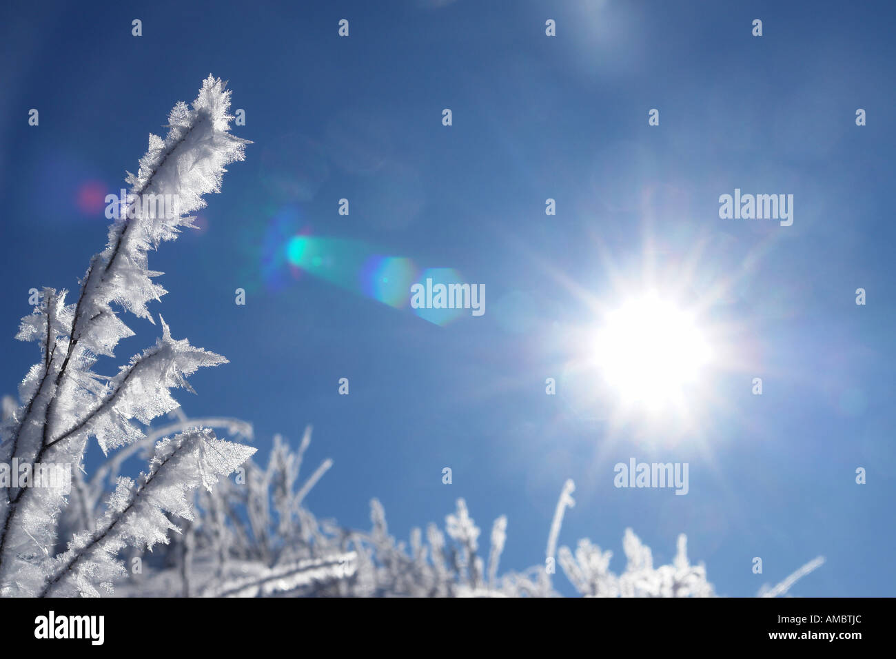 Glace sur la plante Banque D'Images