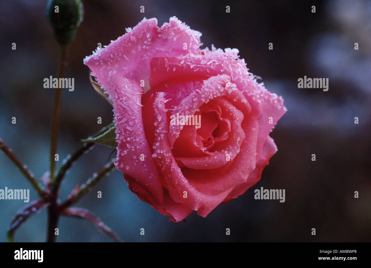 rose avec rime Banque D'Images