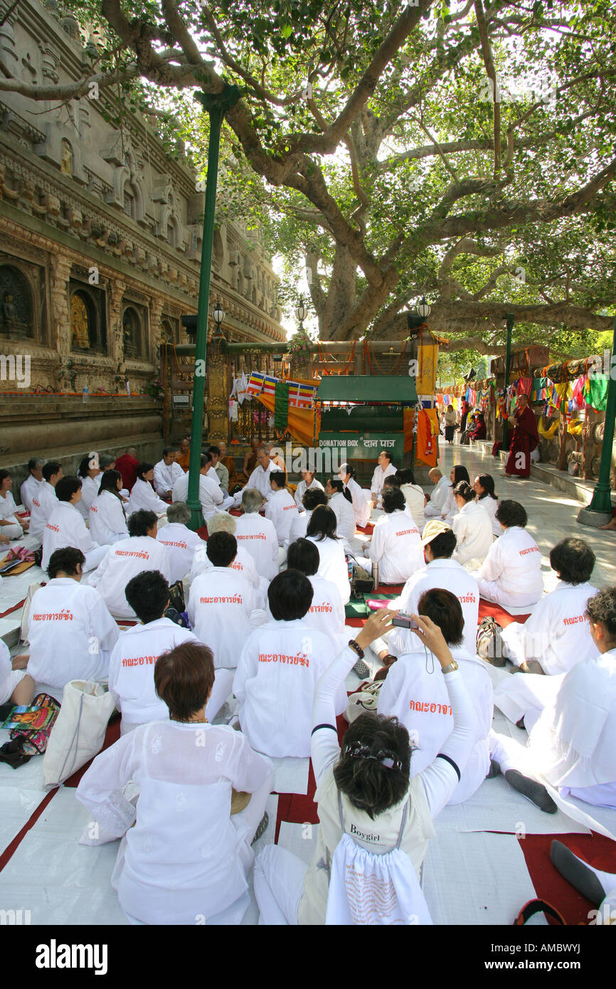 L'Inde, Bodhgaya : pèlerins bouddhistes priant sous l'arbre de la Mahabodhi Banque D'Images