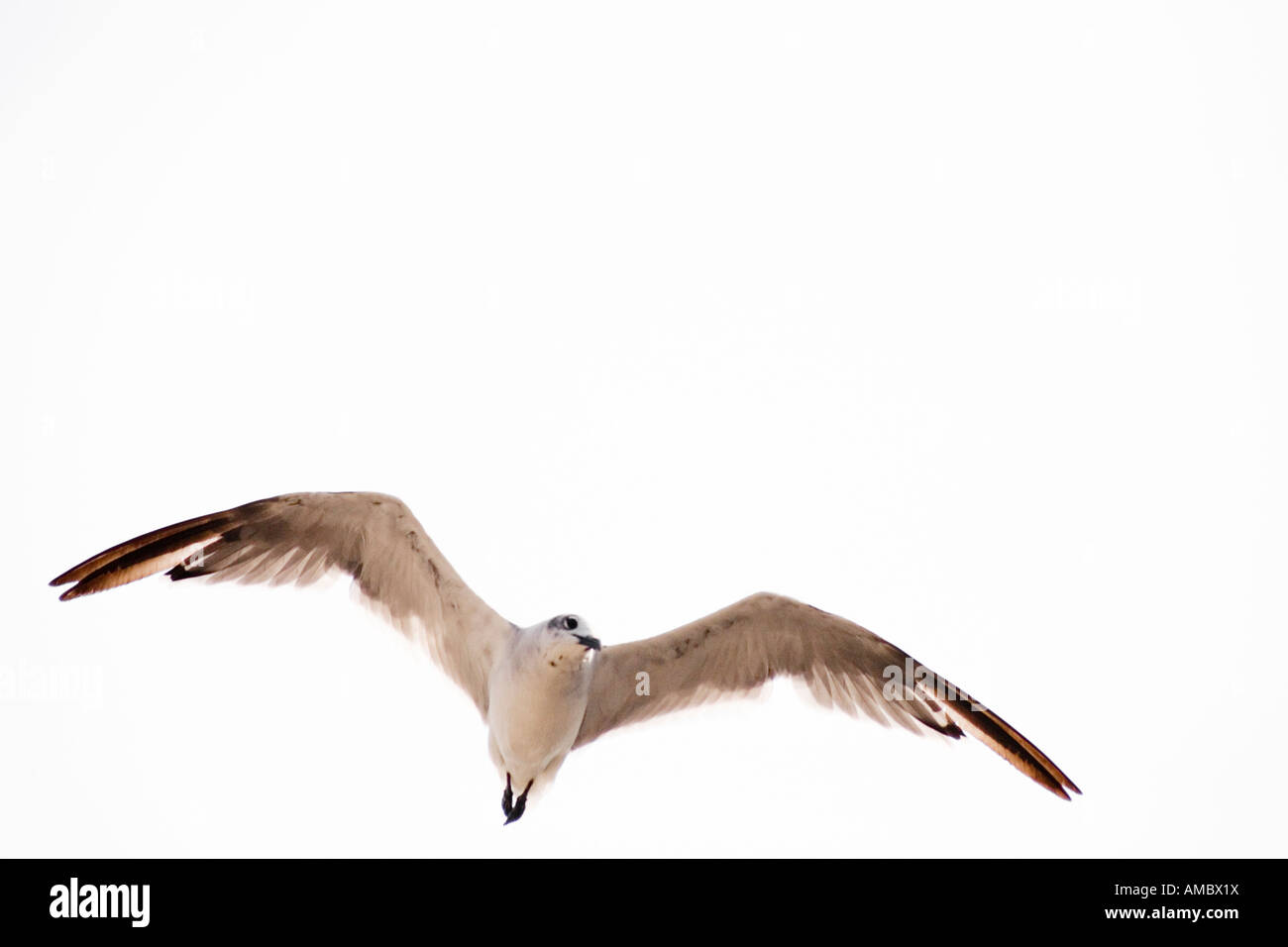 Une vue d'une sea gull flying Banque D'Images