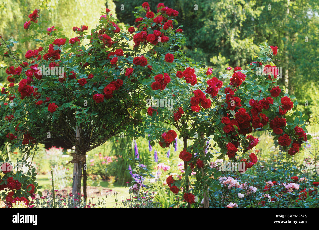 Deux rosiers tiges rouge Banque D'Images