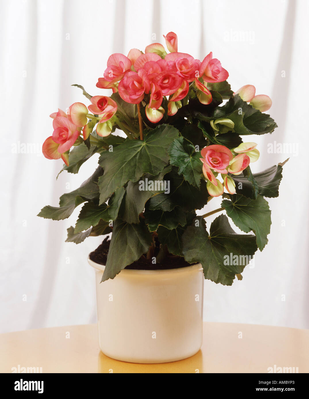 Begonia elatior Banque de photographies et d’images à haute résolution