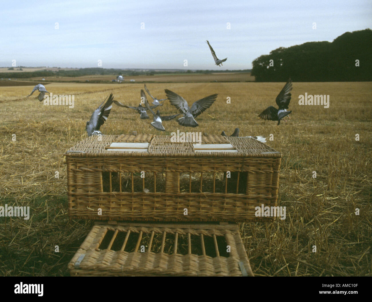 Libérer les pigeons voyageurs de course de leur panier dans un champ de  chaume à un point élevé dans le Lincolnshire Wolds UK Photo Stock - Alamy