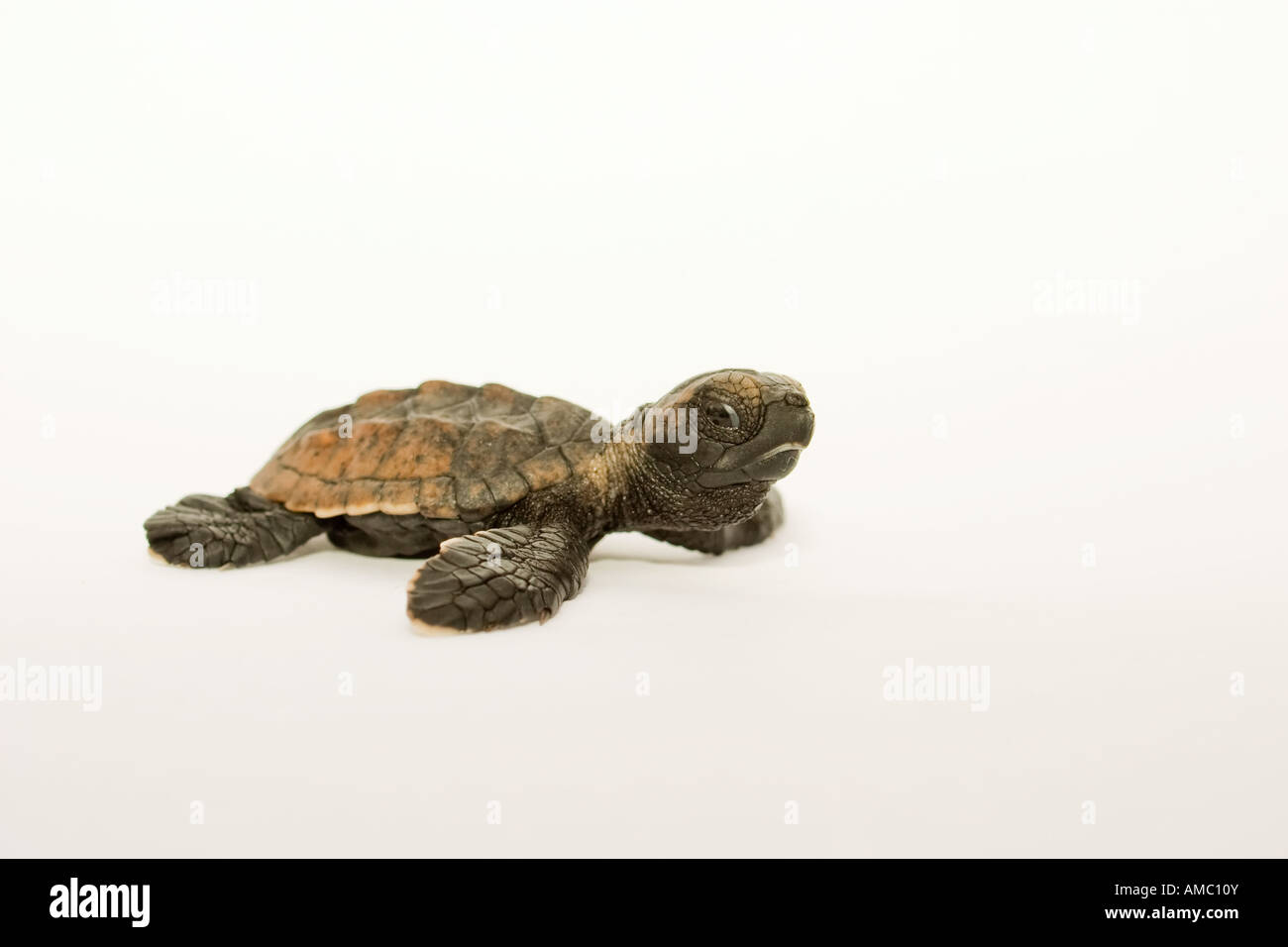 La tortue imbriquée (Eretmochelys imbricata) Banque D'Images