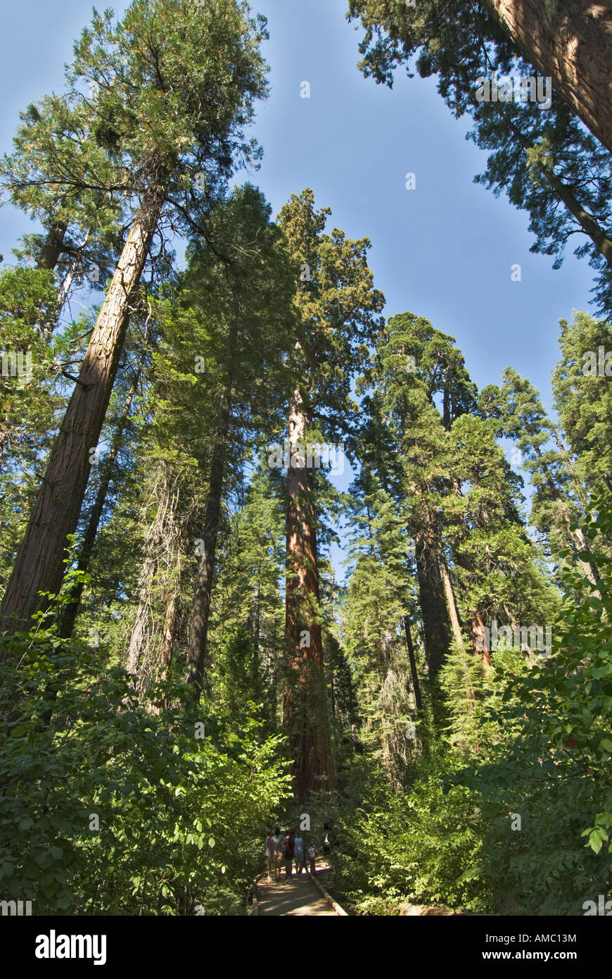 Pays l'or de Californie Comté de Calaveras Big Trees State Park North Grove Trail sierra redwood séquoia géant Banque D'Images