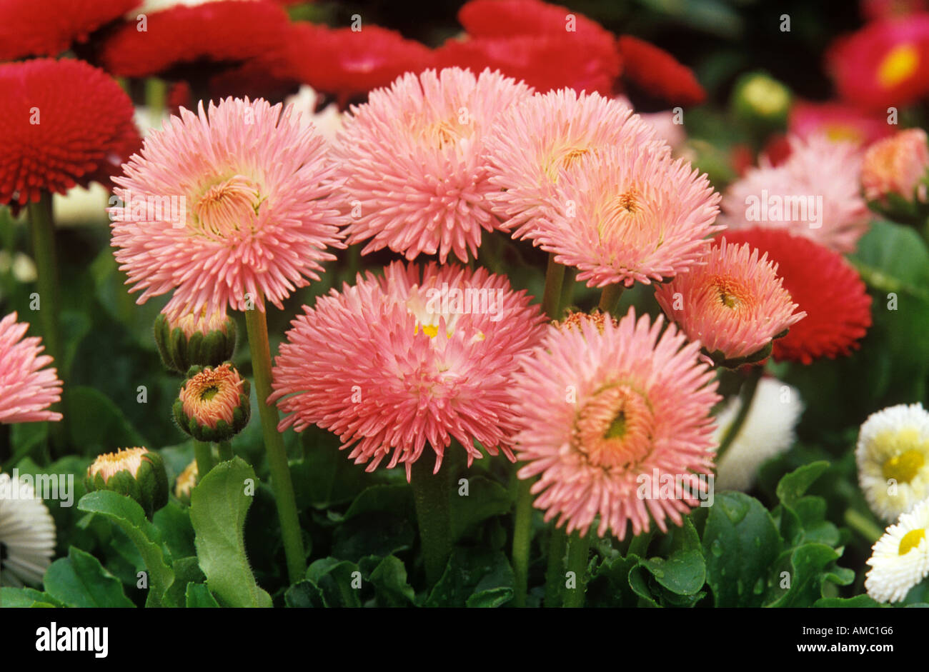 Daisy commun / Bellis perennis Banque D'Images