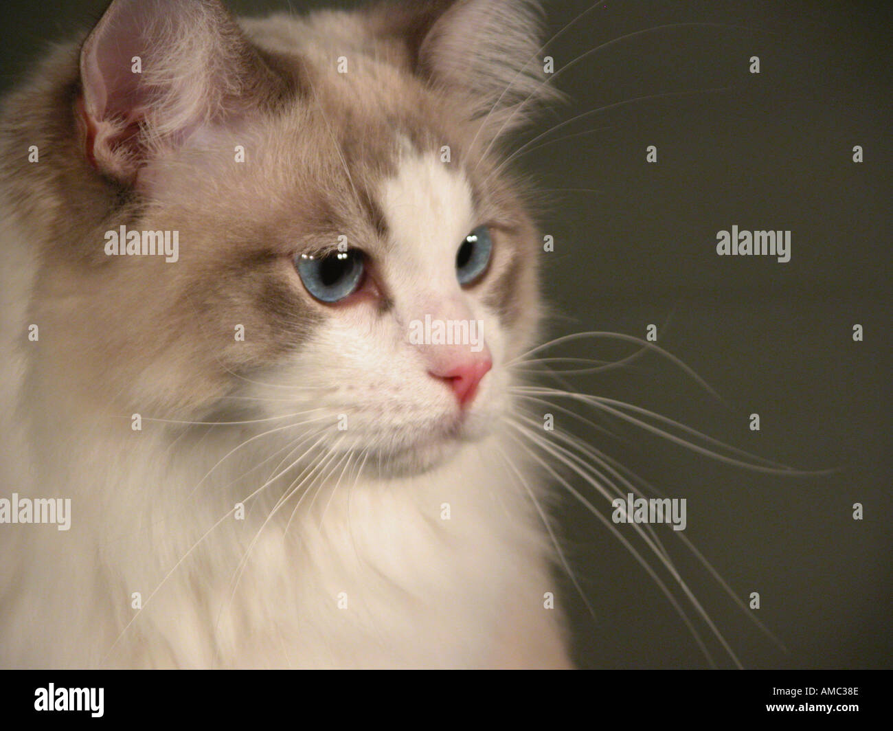 Ragdoll Breed of Show Cat avec yeux bleus Bell Banque D'Images