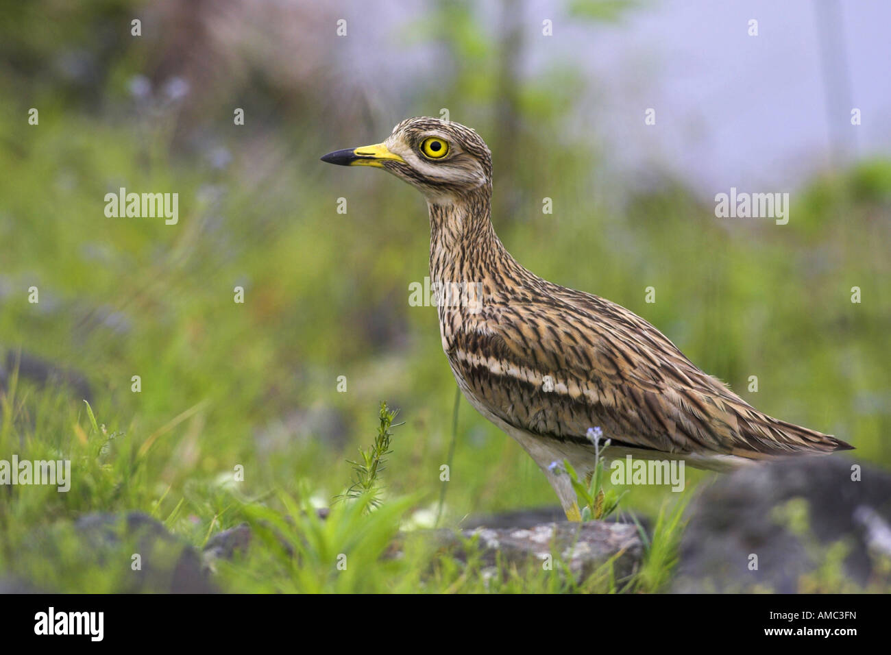 Stone-curlew (Burhinus bistriatus), portrait, Grèce, Macédoine Banque D'Images