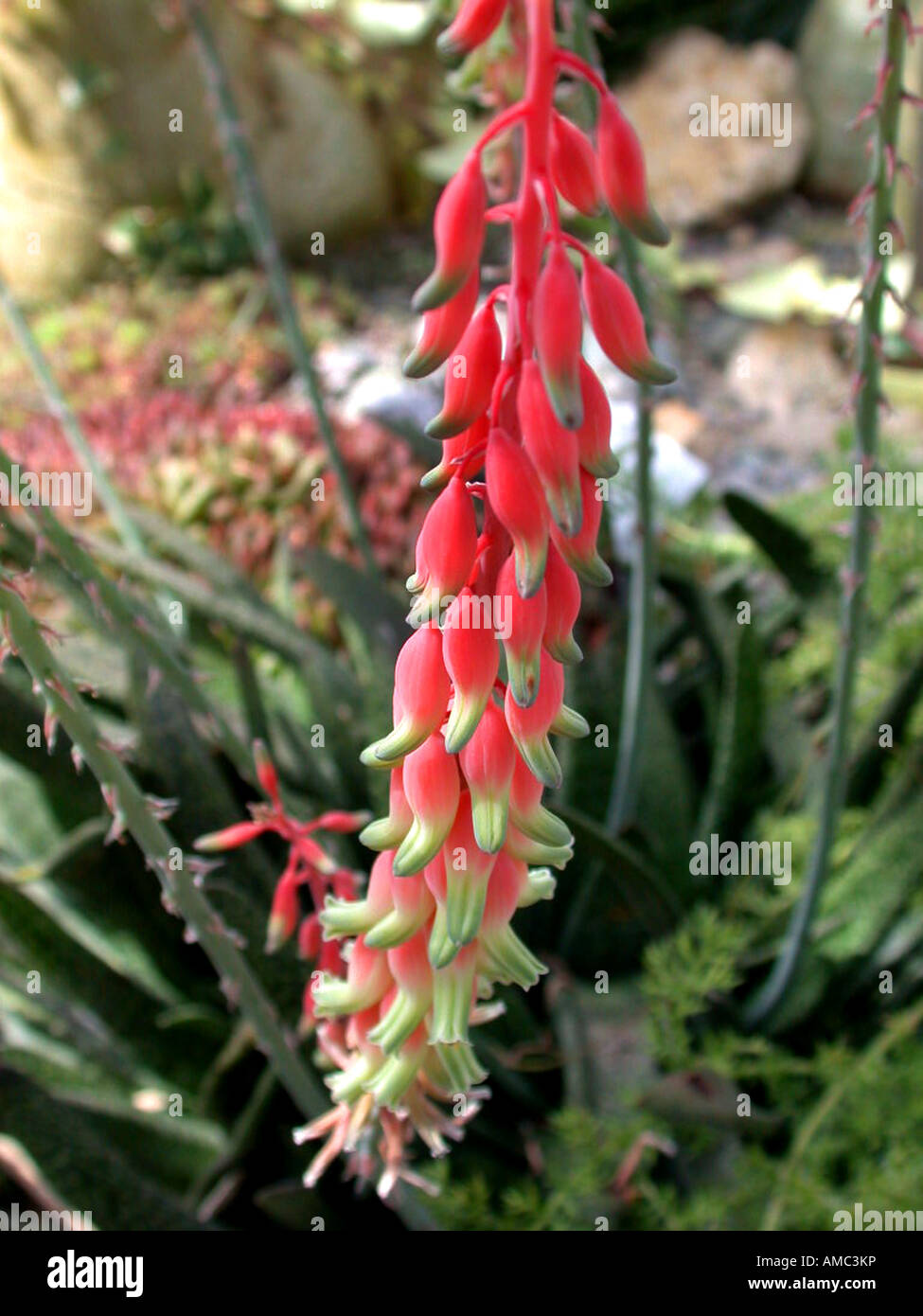 (Gasteria Gasteria maculata var. dregeana), blooming Banque D'Images