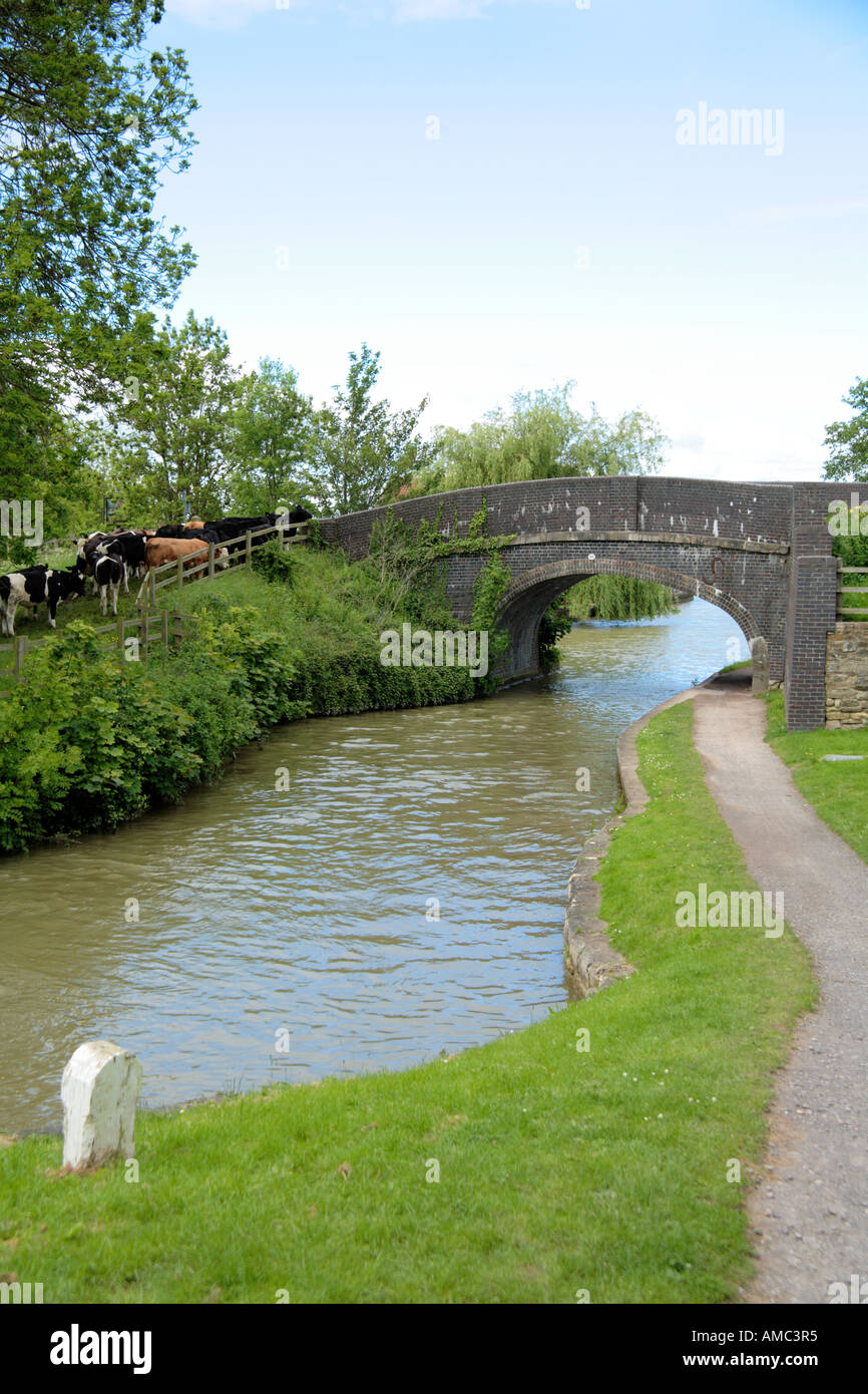 Retour bosse Pont sur le canal Kennet et Avon, Wiltshire avec du bétail dans l'arrière-plan Banque D'Images