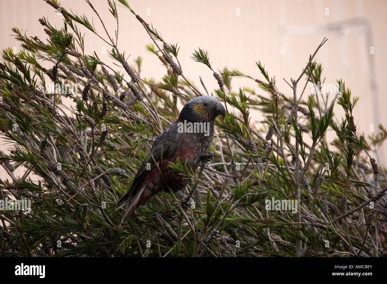 Kaka (Nestor meridionalis) Oban Stewart Island Nouvelle Zélande Banque D'Images