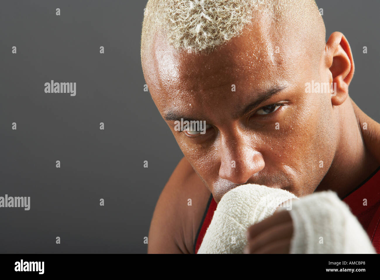 Portrait de Boxer Banque D'Images