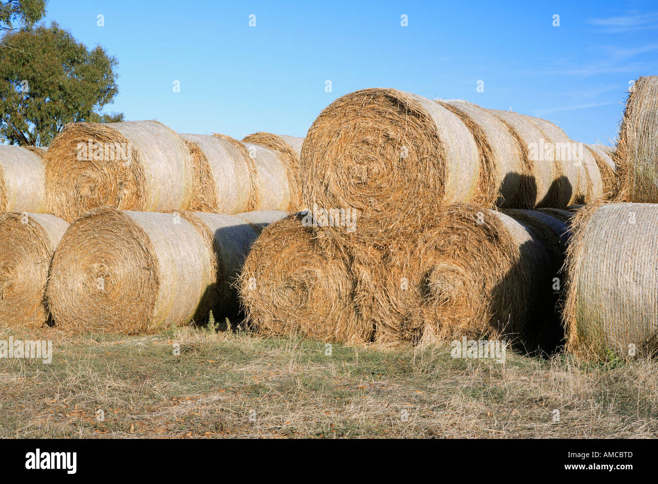 Les grosses balles de foin empilés en rangées près d'un gommier la Murray Valley North Eastern Victoria Australie Banque D'Images