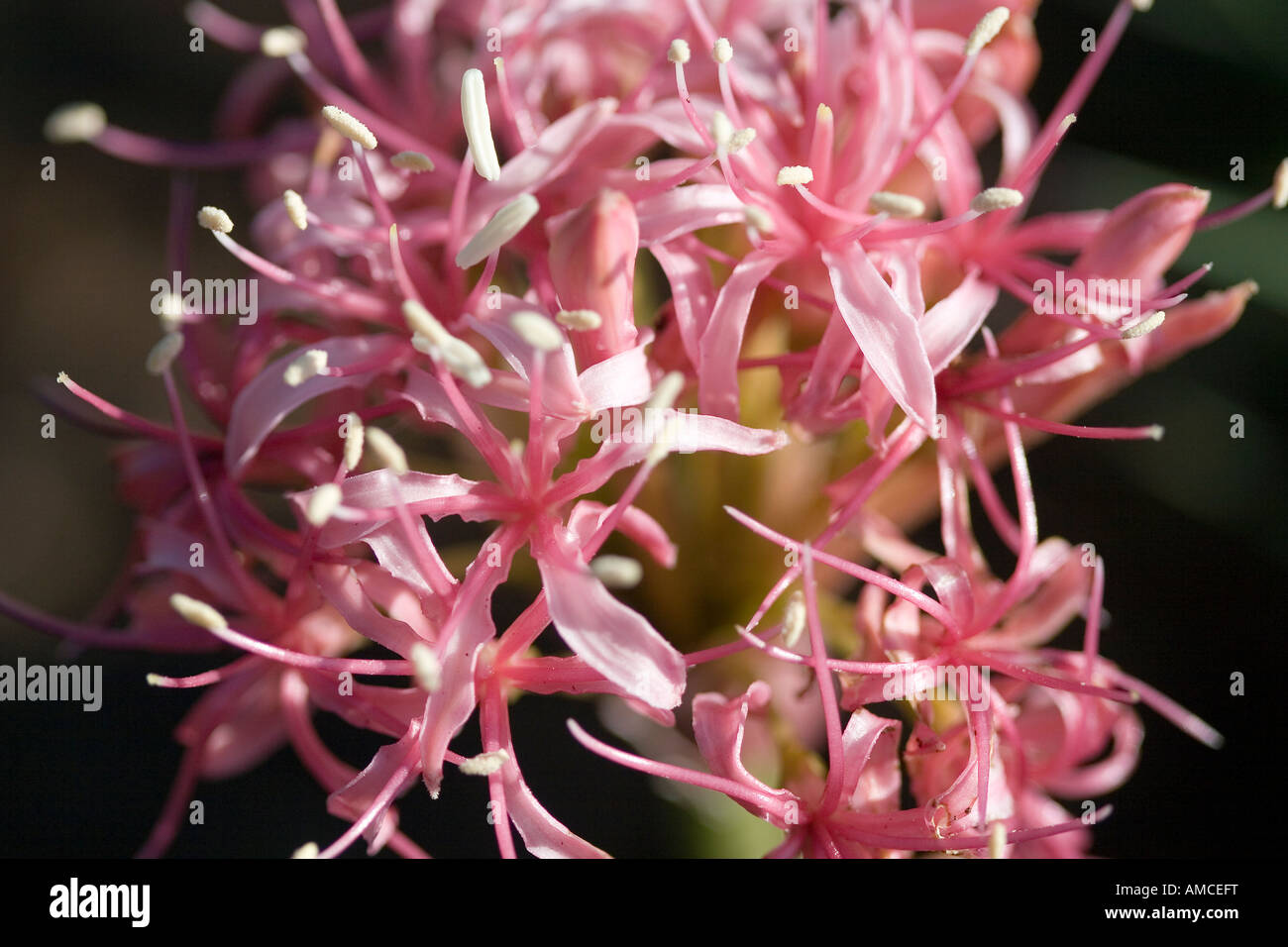 Fleur d'oignon sauvage Banque D'Images