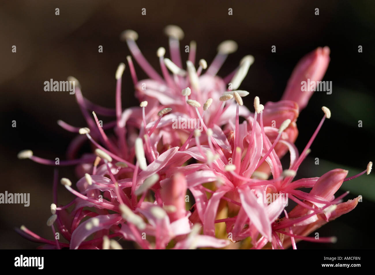 Fleur d'oignon sauvage Banque D'Images