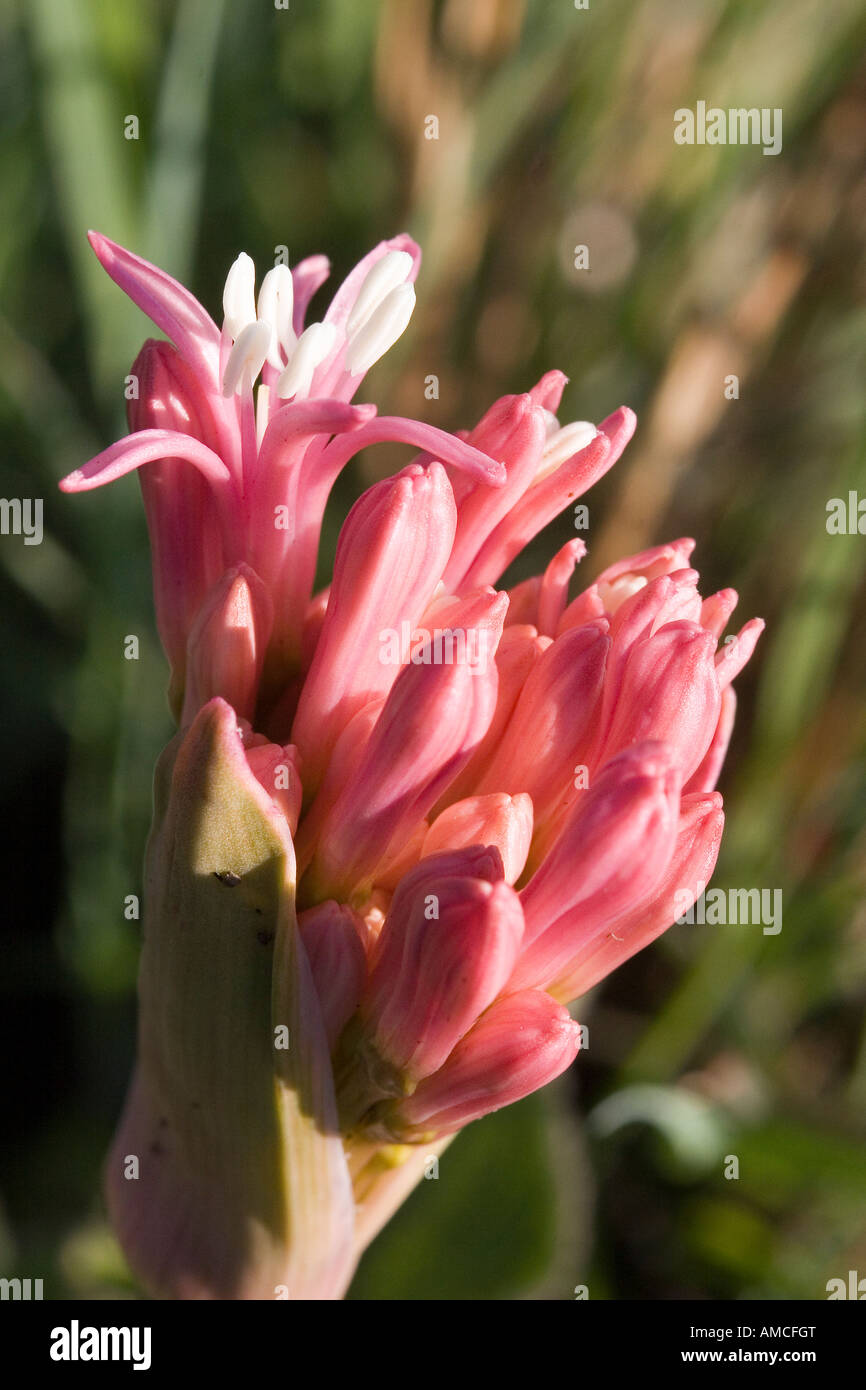 Fleur d'oignon sauvage Banque D'Images