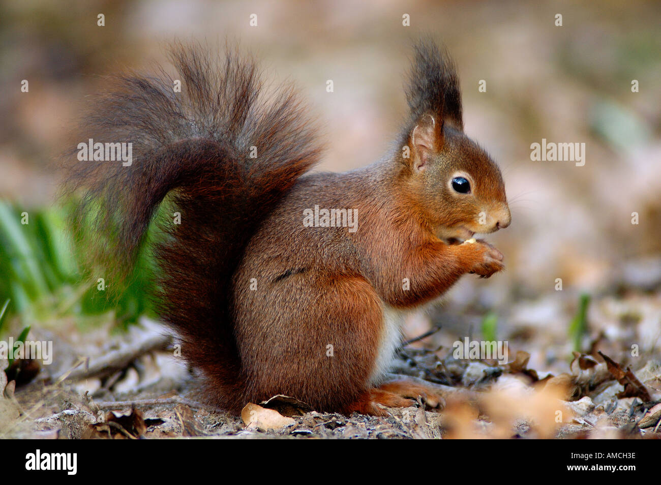 Écureuil roux européen (Sciurus vulgaris), mangeant Banque D'Images