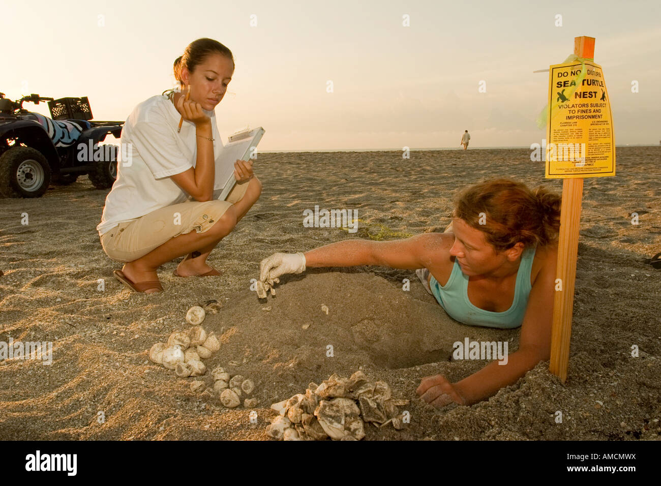 Les biologistes en Floride USA déterrer un nid de tortues de mer pour évaluer le succès de la trappe Banque D'Images