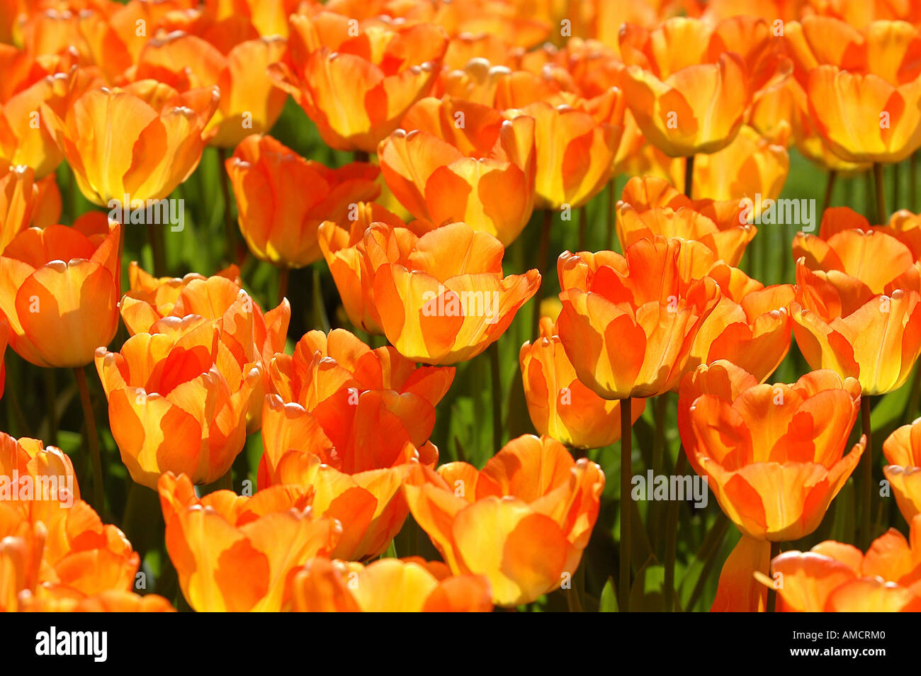 La Norvège tulipes close up Banque D'Images