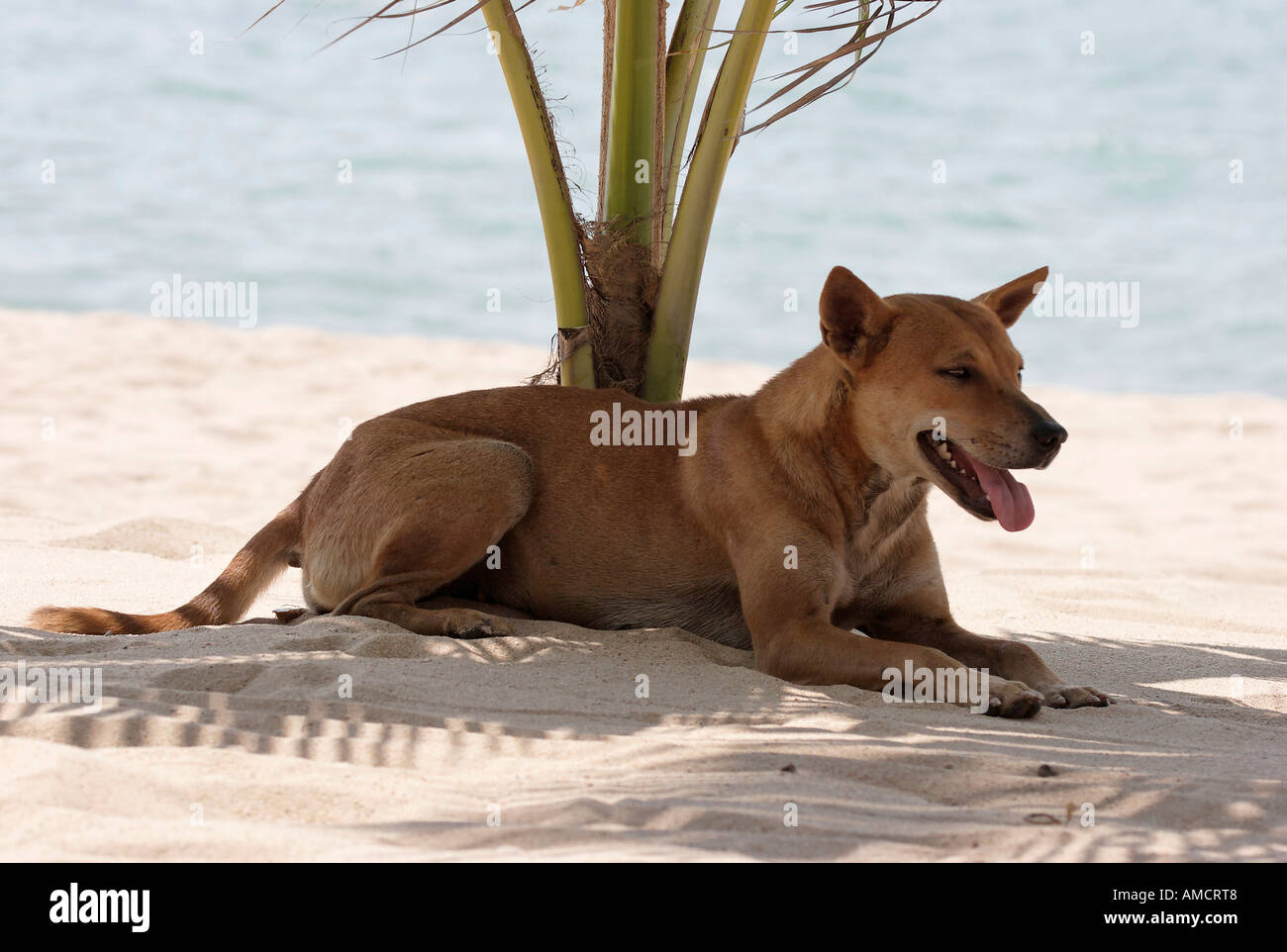 Chien sur beach sticking out tongue close up Banque D'Images