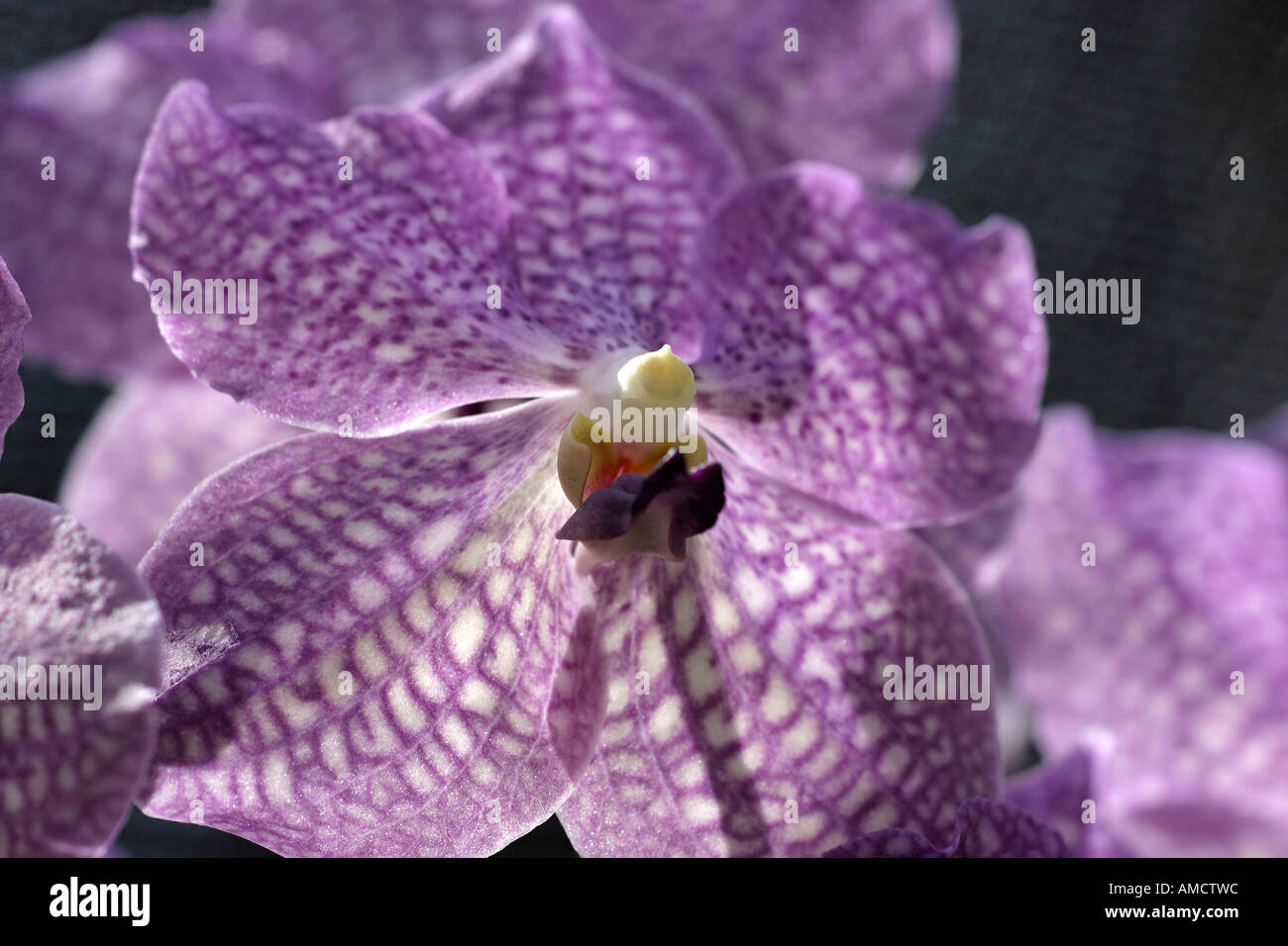 Orchidée Vanda rothschildiana lilas close up Banque D'Images