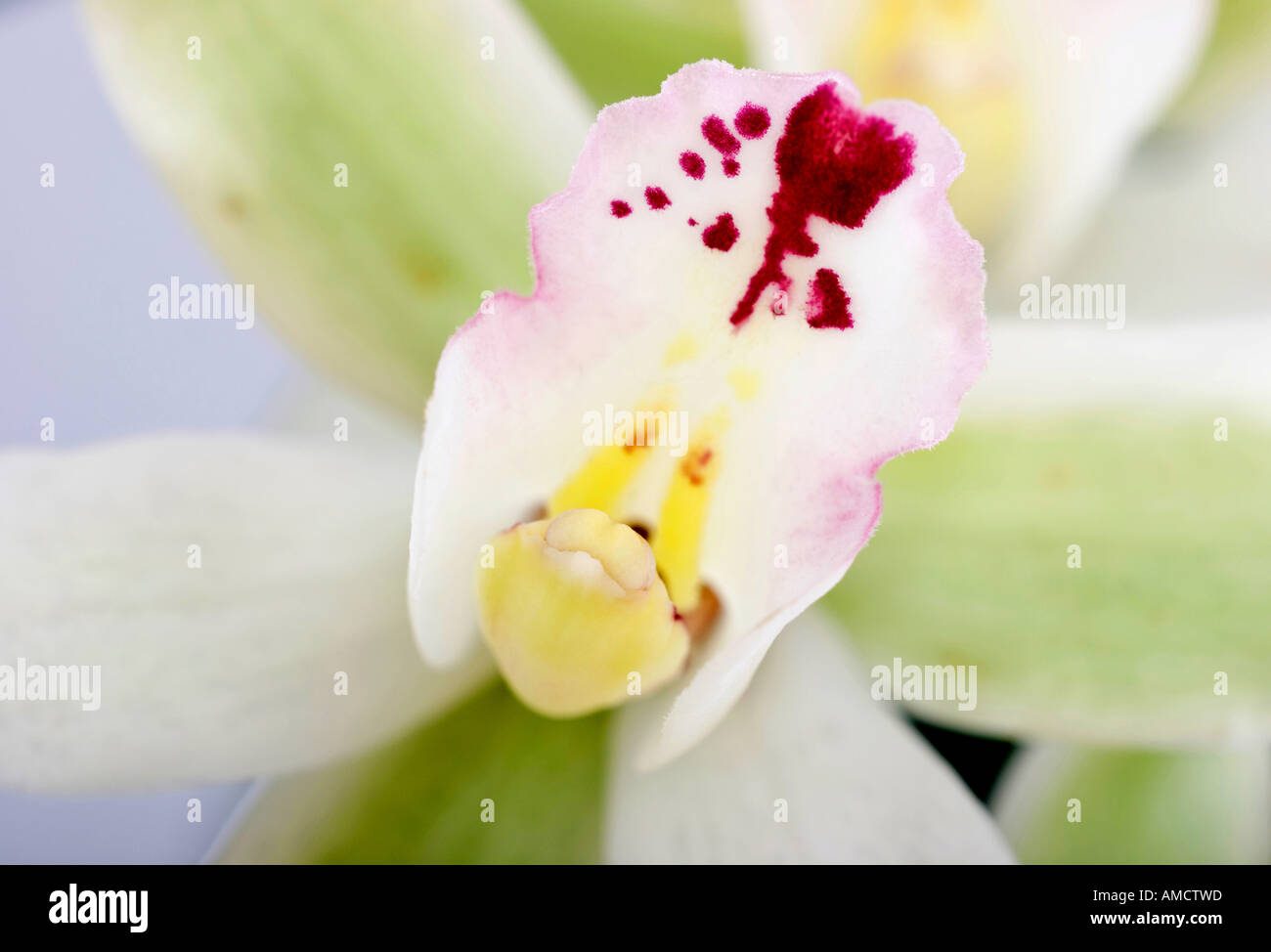 White Orchid close up Banque D'Images