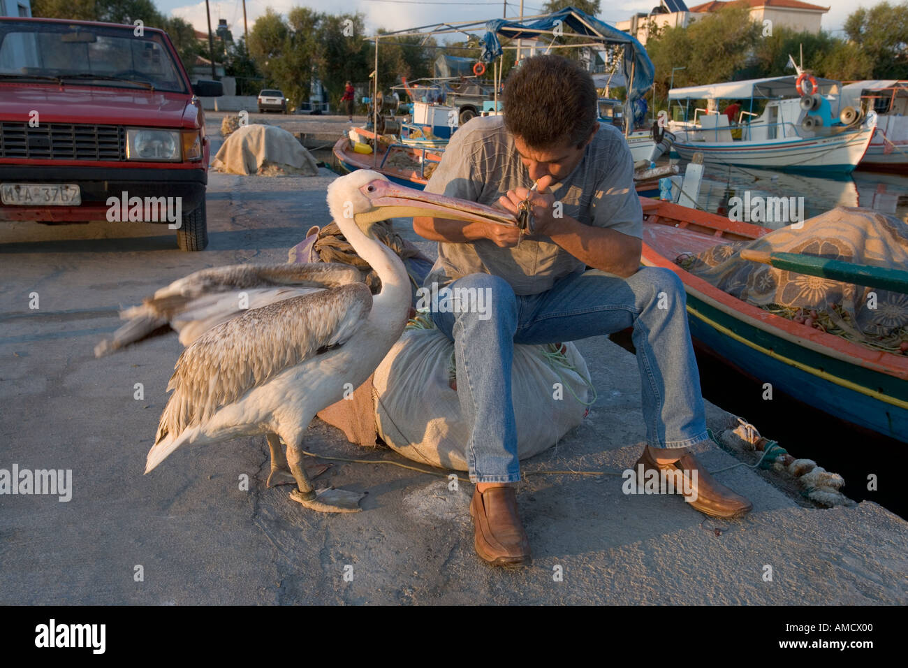 Le Pélican blanc Pelecanus onocrotalus autour pour l'alimentation en Grèce port de pêche Banque D'Images