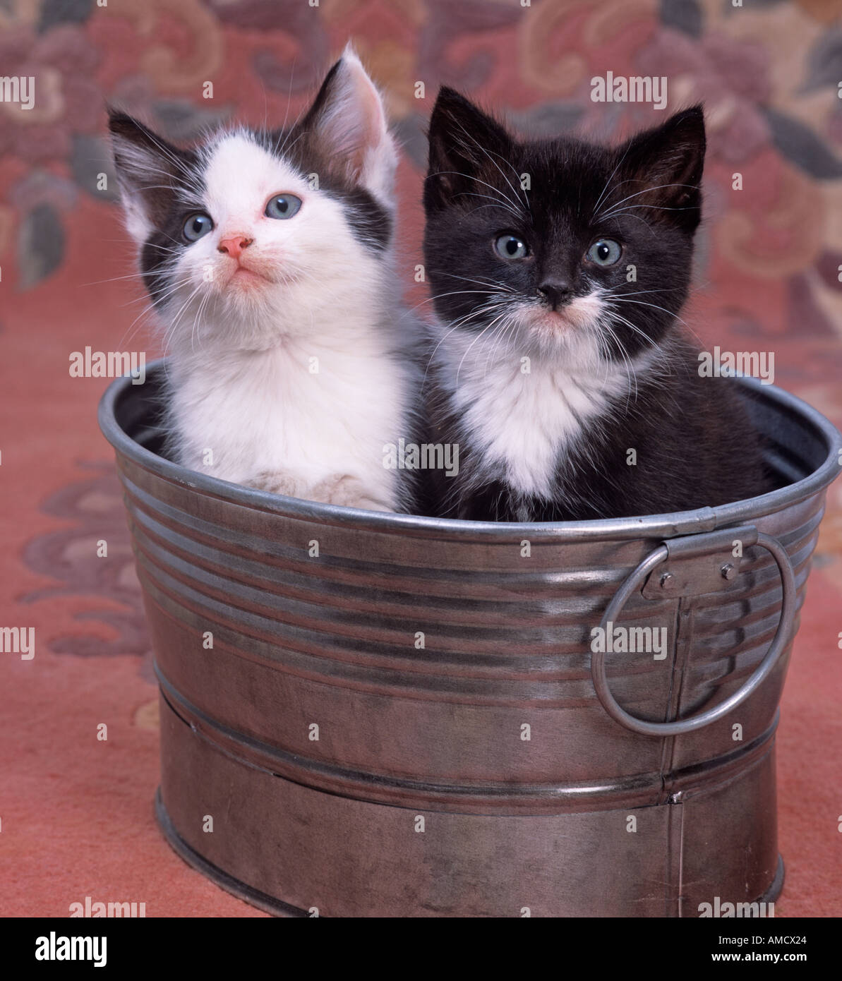 Chaton noir blanc seau en paire Banque D'Images