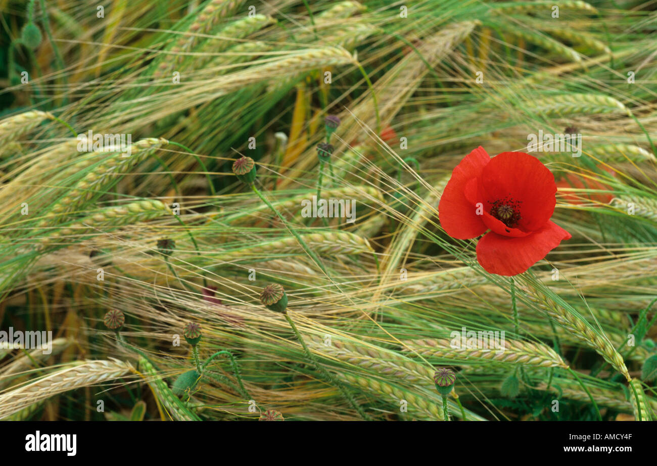 Coquelicot en orge Newmarket Suffolk Royaume-uni Juillet Banque D'Images