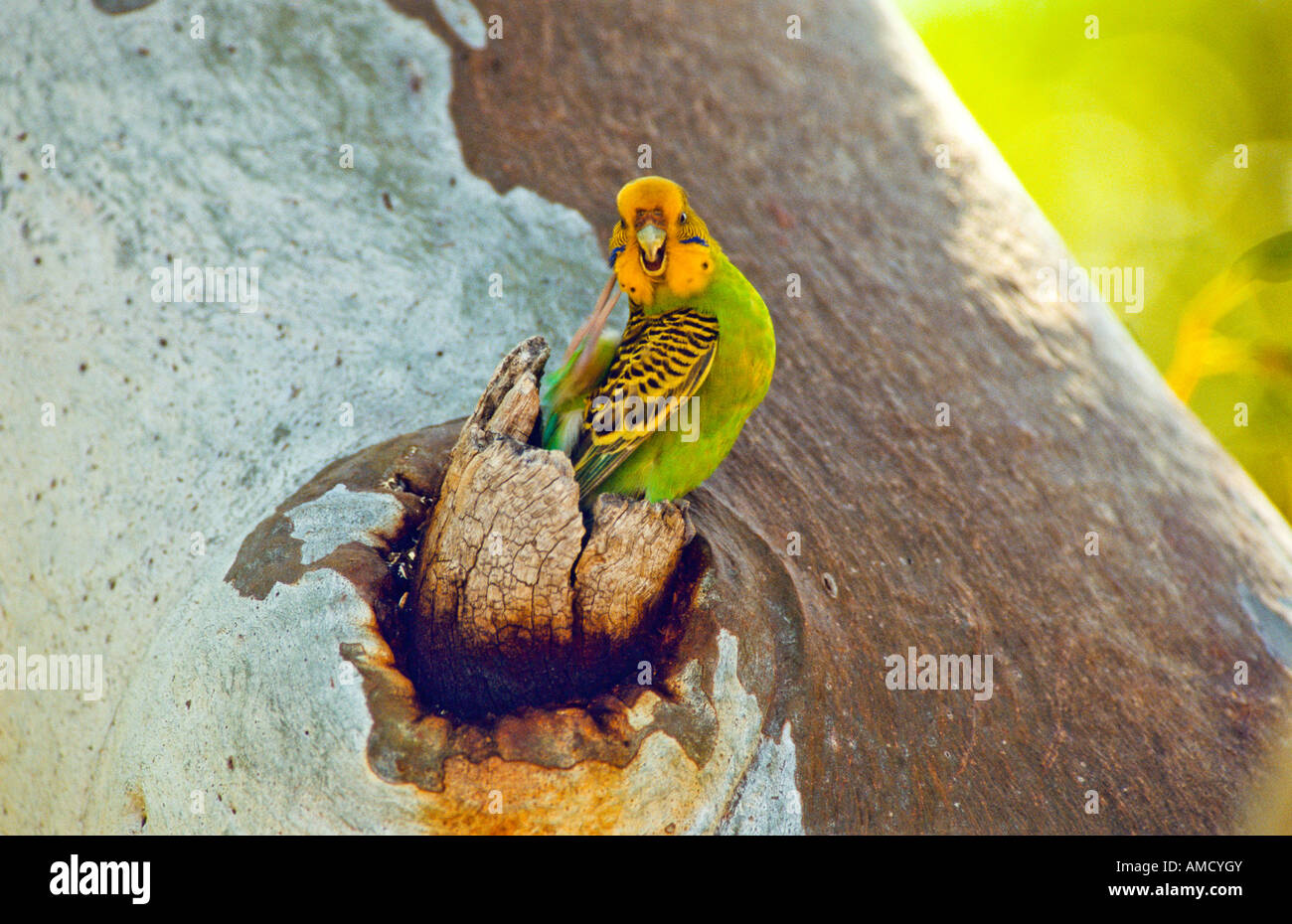 Perruche Australie Banque D'Images